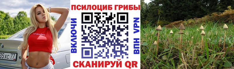 Псилоцибиновые грибы мицелий  Кудрово 