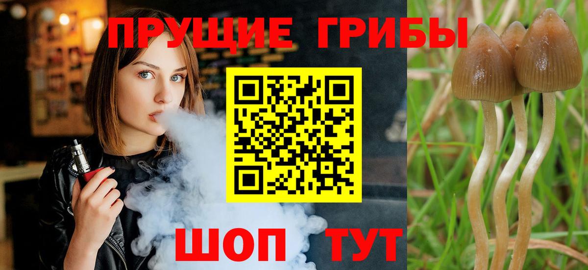 Псилоцибиновые грибы Psilocybine cubensis  закладка  Кудрово  Вход с VPN 